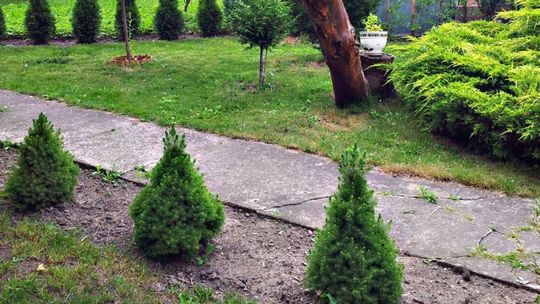 Kontenery na odpady zmieszane i zielone będą podstawiane