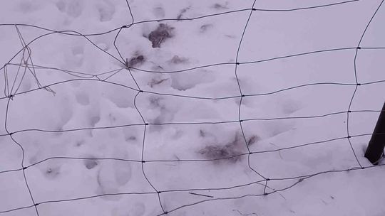 Wilki w Lisówku. Nadleśnictwo uspokaja: „Nie ma powodów do paniki”