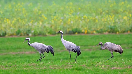Wiosenne poranki z ptakami – kto wrócił, a kto jeszcze śpi?
