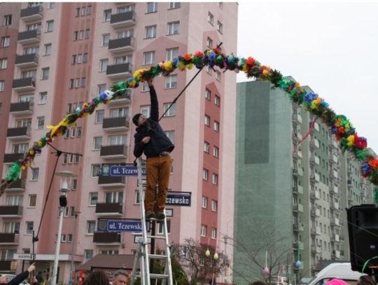 11,25 m miała najwyższa palma zgłoszona na konkurs prezydenta Tczewa!