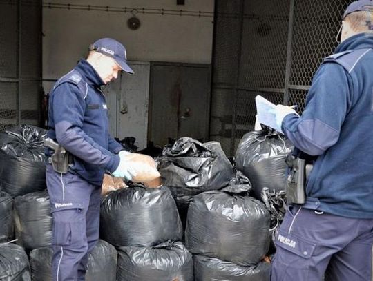 1300 kg krajanki tytoniowej w mieszkaniu i aucie 34-latka! Zatrzymany na gorącym uczynku