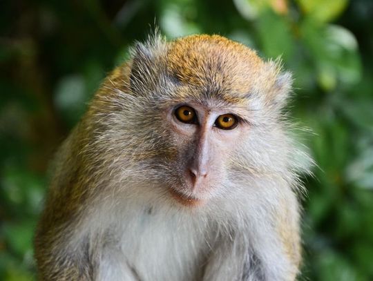 14 grudnia 2025 r. - Ważny dzień w kalendarzu. Międzynarodowy Dzień Małpy