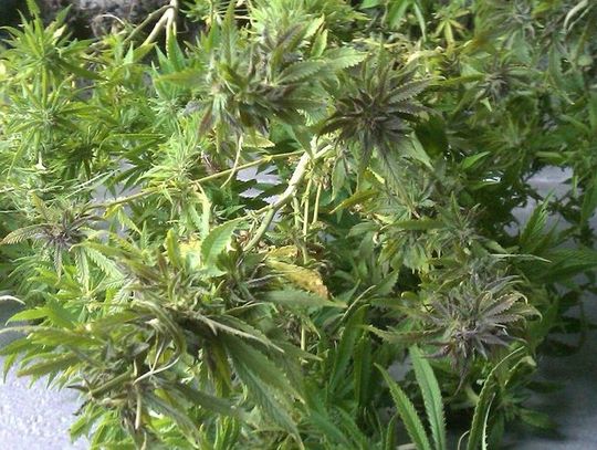 18-latek z 5 gramami trawki