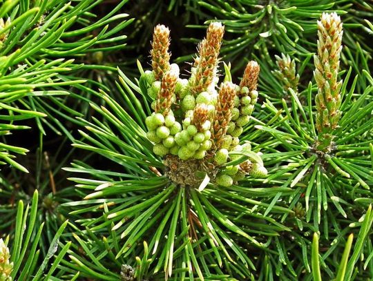 19 grudnia 2025 r. - Ważny dzień w kalendarzu. Dzień Wiecznie Zielonych Roślin