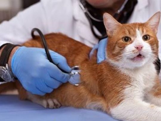 26 kwietnia 2025 r. - Ważny dzień w kalendarzu. Światowy Dzień Lekarzy Weterynarii