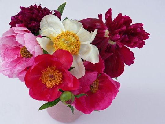 8 Marca 2026 r. - Ważny dzień w kalendarzu. Międzynarodowy Dzień Kobiet