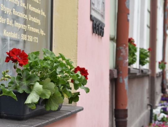 Akcja zakończona - doniczki pelargonii zdobią starówkę