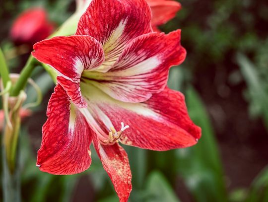 Amarylis - jak uprawiać te piękne kwiaty w domu