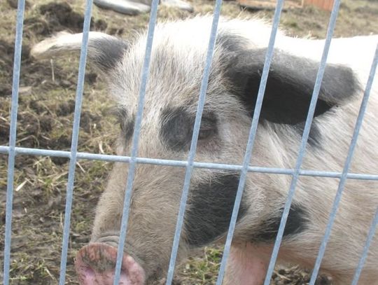 Amnestia dla… właściciela świnki