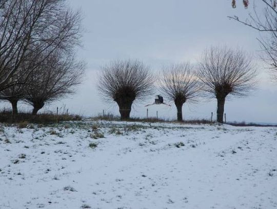 Azyl dla bociana w Brodach. Gość z Afryki zajęty polowaniem na... myszy