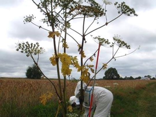 Barszcz Sosnowskiego w Turzu i Rukosinie?