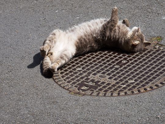 Będą utrudnienia z powodu prac ziemnych. Modernizacja kanalizacji deszczowej na Nowym Mieście