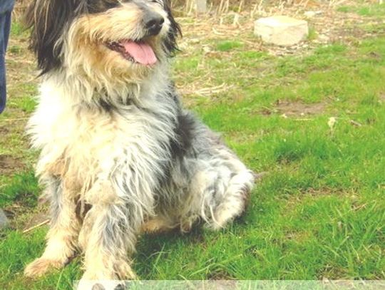 Bezdomne psy czekają na opiekunów...