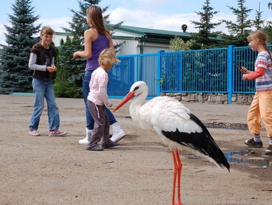 Bocian kaskader. Zahaczył o kable i... spadł na ziemię
