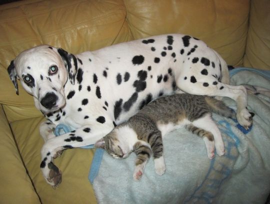 „Bracia mniejsi” zyskali większe prawa - jak sądy będą je egzekwować?