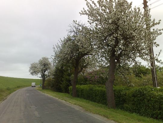 Były radny ratuje ostatnie okazy 100-letnich jabłoni