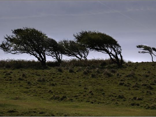 Centrum Zarządzania Kryzysowego ostrzega: porywisty wiatr - nawet 90 km/h