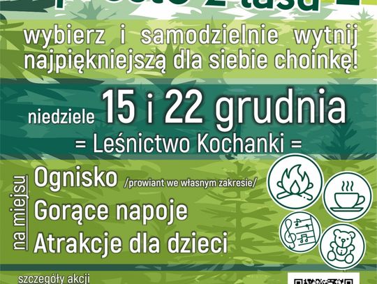 CHOINKA prosto z lasu od Nadleśnictwa Starogard - KLIKNIJ!