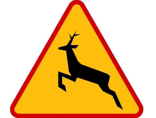 Ciężarna sarna przepłynęła Wisłę!