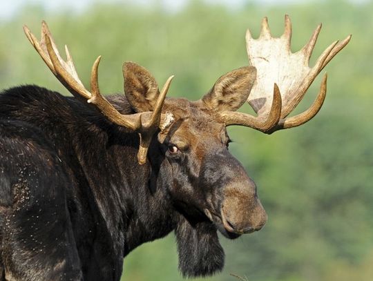 Czego szukają w Tczewie? "Niektóre przepływają Wisłę"