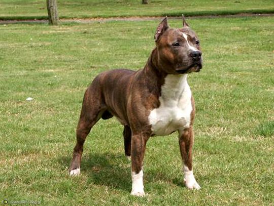 Czy musi dojść do tragedii? Psy gonią dzieci, dorośli też się boją