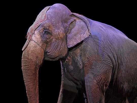 Czy Tczew powinien zakazać występów cyrków ze zwierzętami? Weź udział w ankiecie