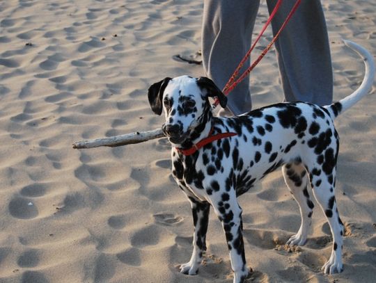 Dalmatyńczyk - towarzysz dla wysportowanych