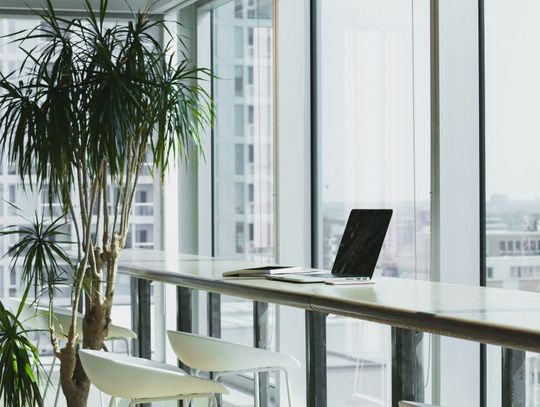 Dlaczego warto zainwestować w rośliny w biurze?