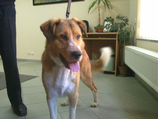 Do kogo należy ten pies?