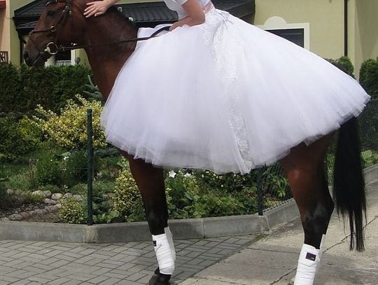 Do ślubu na koniach... ulicami grodu Sambora