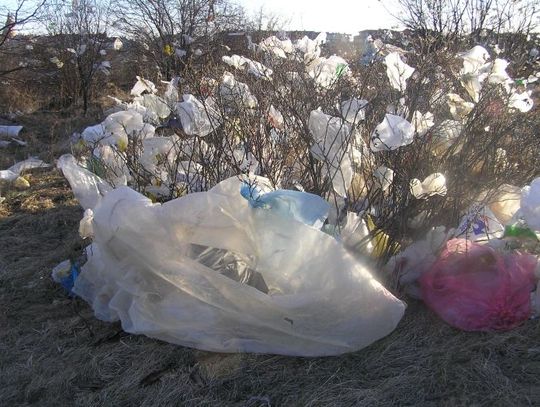 Drzewa przystrojone... śmieciami