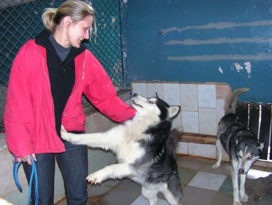 Dwa piękne husky przywiązane do bramy schroniska...