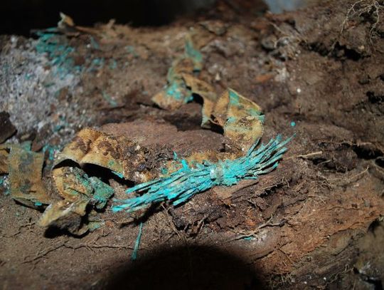 Dzieci pochowane po królewsku. Prace archeologiczne w kościele pw. św. Mikołaja w Gniewie