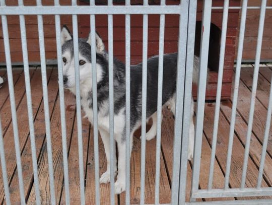 Dzień Otwarty Schroniska w Tczewie - dzień otwartych serc