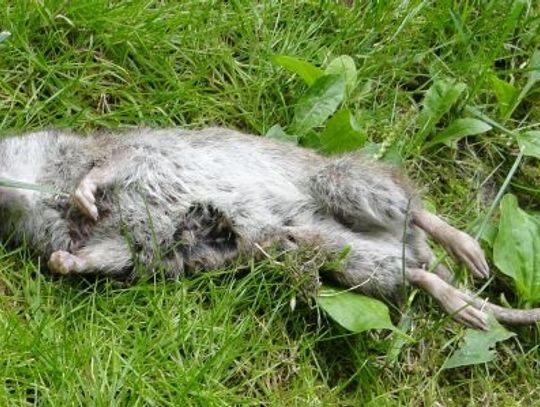 Dziko żyjące koty chronią nas przed gryzoniami