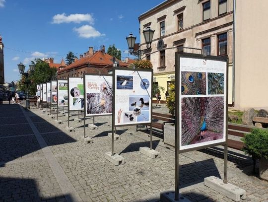Fotograficzno – przyrodnicza wystawa plenerowa