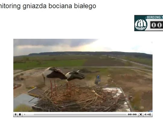 Gniewko i Wisełka podglądani nawet w Japonii 