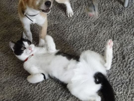 Historia małego kotka z happy endem