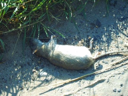 Hodowanie szczurów. Tczewianie skarżą się na towarzystwo gryzoni w mieście