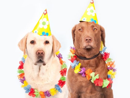 Impreza Karnawałowa – czego nie może zabraknąć?