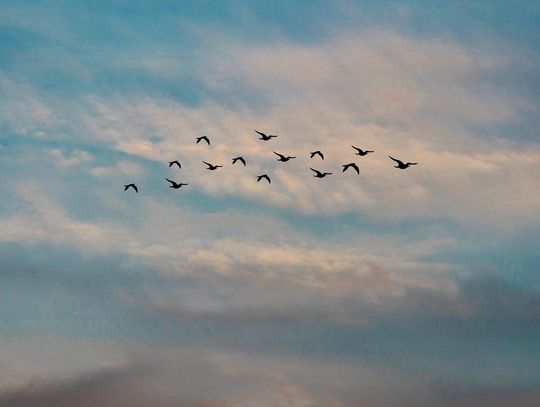 Informacja o zwiększonym ryzyku wystąpienia wysoce zjadliwej ptasiej grypy