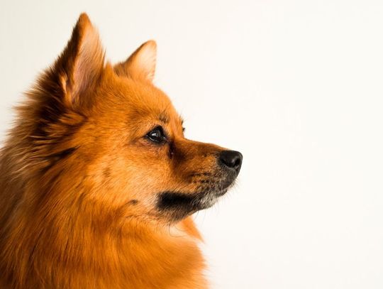 Jak poradzić sobie z nadmiernym wypadaniem sierści u psa?