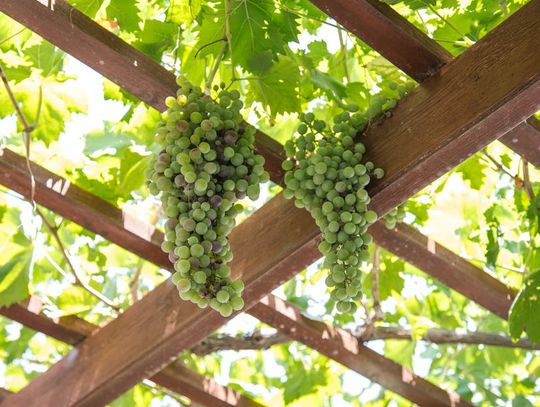 Jakie są rodzaje pergoli?