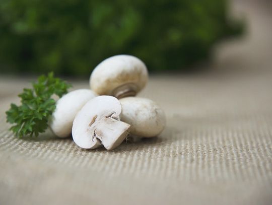 Jakie wyposażenie jest potrzebne do profesjonalnej uprawy pieczarek?