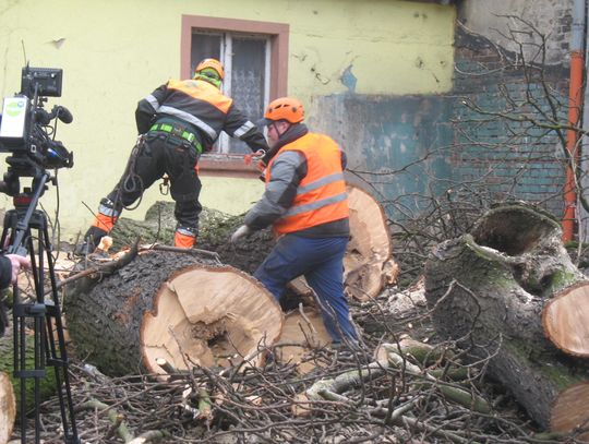 Kasztan już powalony. Kiedy zniknie rudera? (ZDJĘCIA cz. 2) 