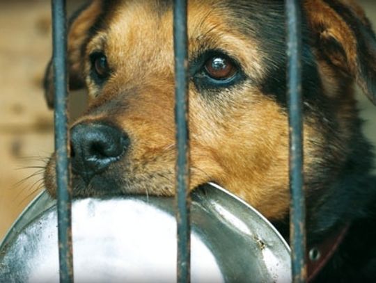 Kliknij by pomóc tczewskiemu schronisku!