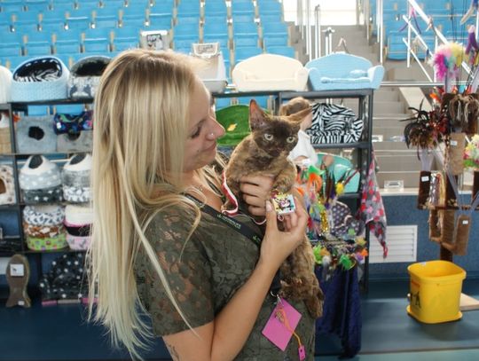 Kocie piękności na wystawie w Tczewie (ZDJĘCIA)