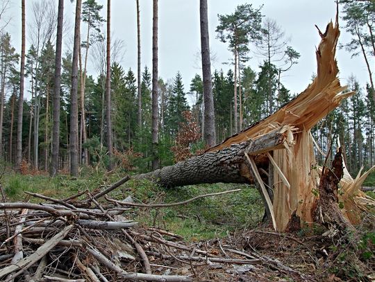 Kolejne ostrzeżenia w sprawie wiatru i oblodzeń. Wczoraj połamane drzewa blokowały "berlinkę"