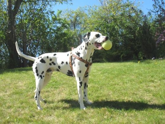 Koniec czipowania psów na koszt miasta!