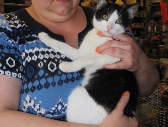 Kotek znalazł pomoc w... sklepie zoologicznym